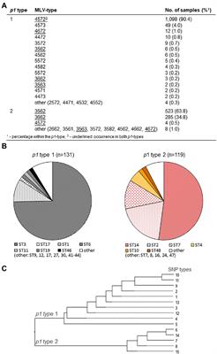 Molecular Tools for Typing Mycoplasma pneumoniae and Mycoplasma genitalium